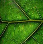 584528_leaf[1]small