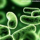 green-bacteria-web